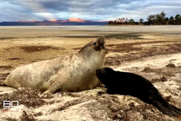  Neil the Seal is misunderstood. Here’s why