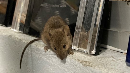 A mouse at Wellington Correctional Centre.