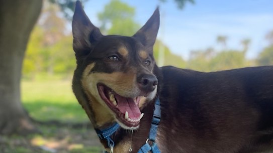 Clancy Glover has discovered a new favourite food, a toast soldier covered in Vegemite, courtesy of the new Glover baby.