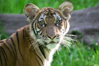 Nadia, a Malayan tiger at the Bronx Zoo in New York, has tested positive for the new coronavirus. Six other tigers and lions also appeared sick.