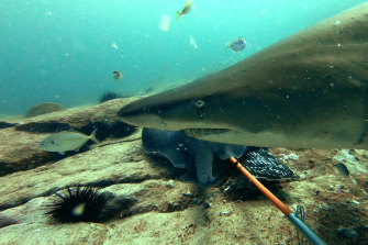 A rare grey nurse shark at Cape Howe. 