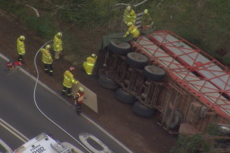 An overturned cattle truck in Glenmore Park on Monday morning.