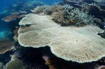 Bleached coral on John Brewer Reef, offshore from Townsville, photographed in February 2022. 
