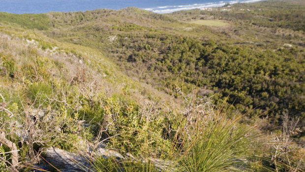 Part of the Great Cooloola Walk, showing part of the environment where the spiders were found.