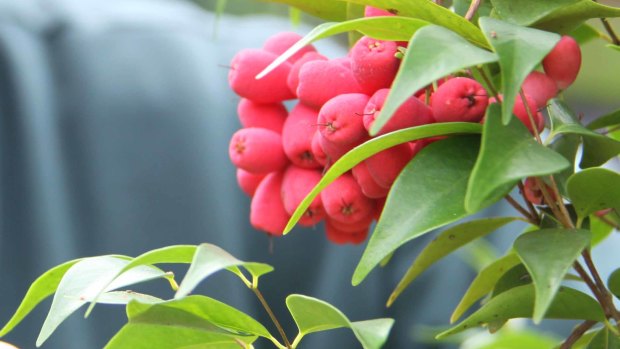 The berries that grow on a Lilly Pilly tree.