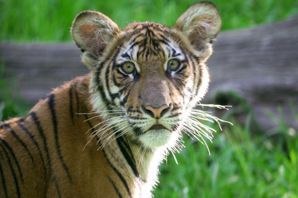 Bengal Tiger in New York 