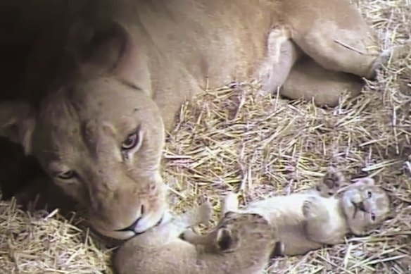 Two African lion cubs have been born to Mum Asali and Dad Sheru on Valentine’s Day at Werribee Open Range Zoo.
