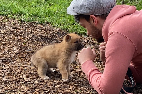 A visitor plays with a dingo pup.