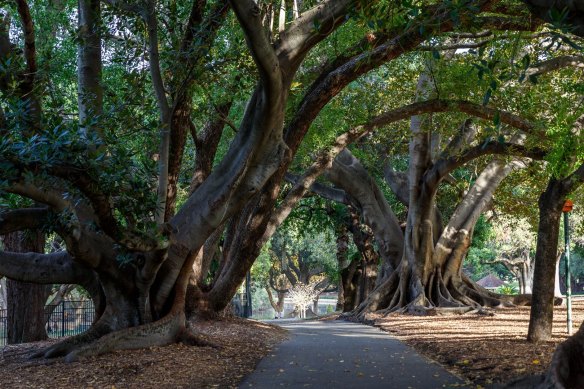 Twenty per cent of Hyde Park’s Moreton Bay Figs and London Plane Trees may need to be chopped down to stop the shot hole borer.