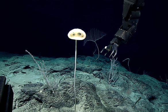 The glass sponge, Advhena magnifica, prior to being collected  from the bottom of the ocean floor.