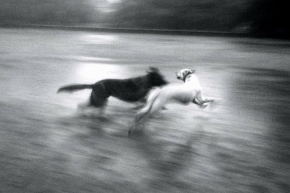 Reuben (left) and Archer in their element.