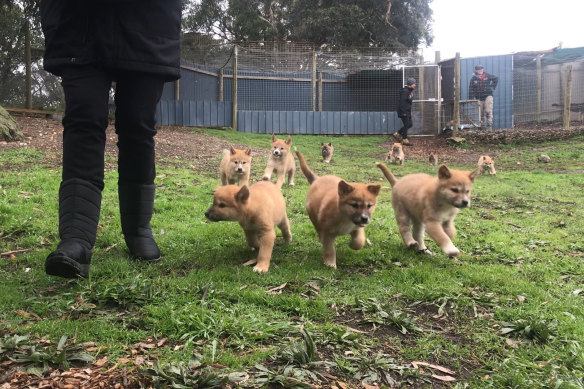 Some of the bumper crop of dingo pups at the sanctuary.