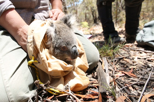An injured koala is rescued in the Blue Mountains.