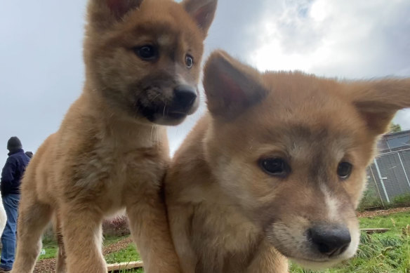 Dingo pups at play.