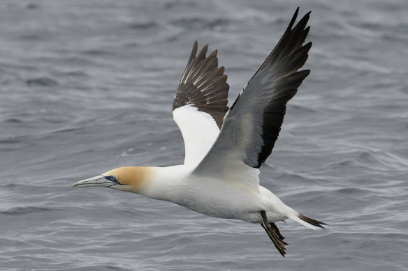 Australasian gannets are spectacular fishers, plunging into the ocean at high speed. 
