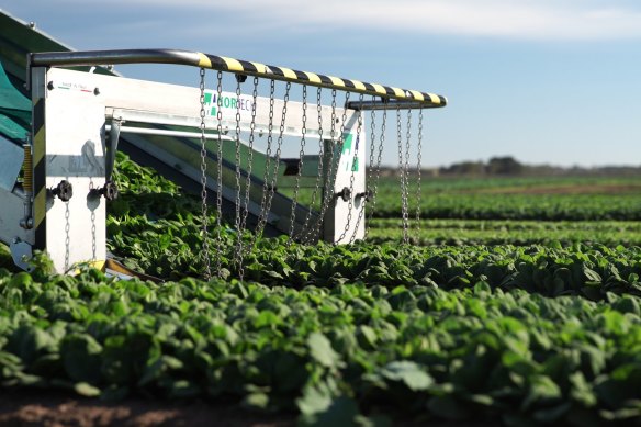 More than 200 people across Australia have so far reported symptoms and suffered “toxic reactions” from spinach harvested at Riviera Farms.