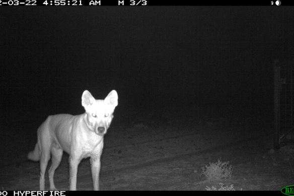 A wild dog caught on camera at a farm in northern NSW last year.