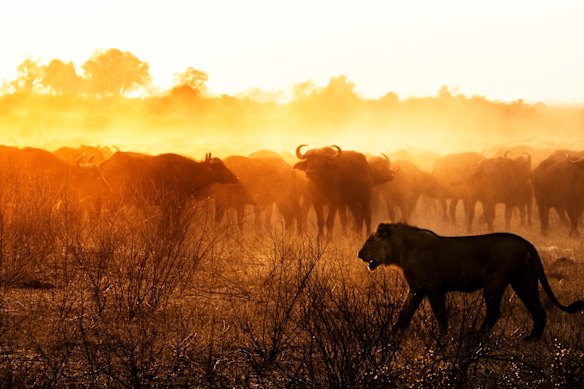 Os búfalos à luz da manhã estão alertas e atentos, enquanto um bando de leões circula ao seu redor.