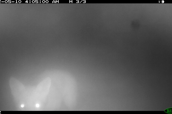 CCTV vision of the first fox in seven years on Phillip Island.