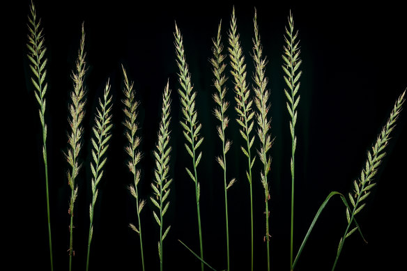 Many people with hay fever are allergic to the pollen from rye grass.