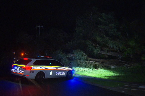 A fallen tree in last night’s storm.