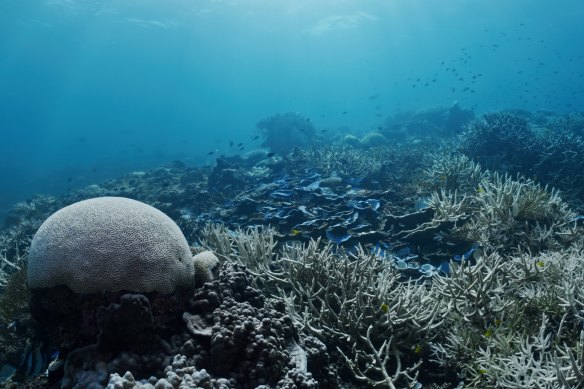 Coral bleaching on the southern Great Barrier Reef.