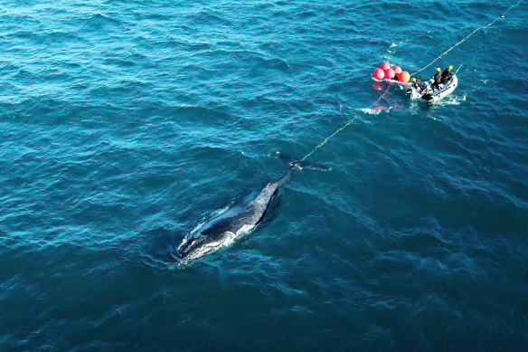 The DBCA rescuing a whale tethered to ropes off the WA coast.