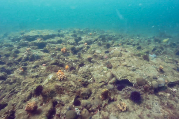 Urchins leave a barren seascape at Ricketts Point.
