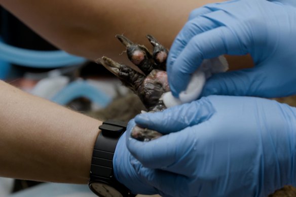 A bushfire-affected koala with burnt feet is treated by the veterinarian team at Wildlife Victoria.