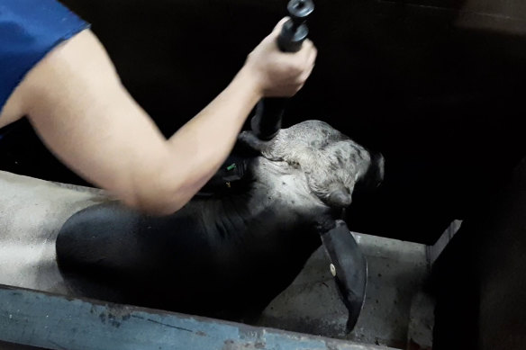 A steer is stunned at an abattoir near Jakarta.