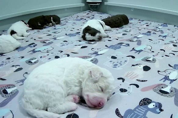 Puppy Live began during the pandemic to offer Finns a respite from all the doom and gloom.
