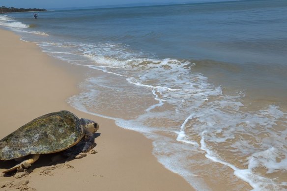 Tallulah was released at Red Beach, Bribie Island.