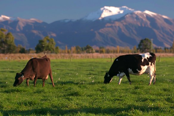 With Australia's ongoing trade stoush with China threatening its exports, a2 Milk is emphasising its New Zealand heritage.