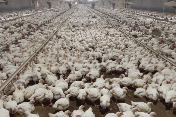 Highly pathogenic bird flu often emerges from large industrial flocks.
