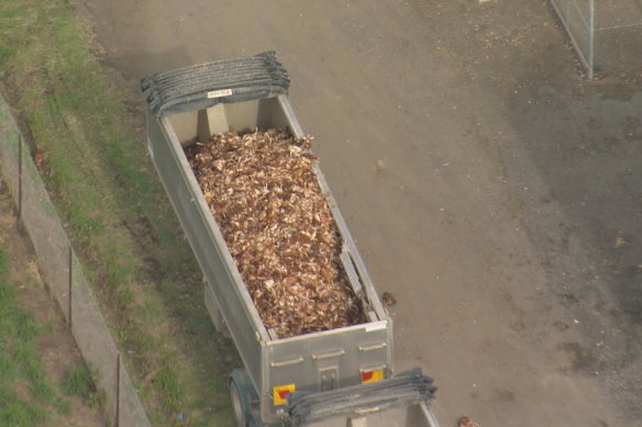 Dead chickens are loaded into a truck as the NSW farm responds to a bird flu outbreak.