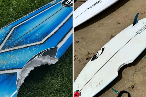 Part of the boy’s surfboard has been sent to NSW Fisheries to assist with identification of the shark. 