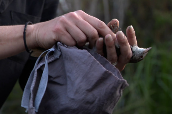 A wildlife expert examines a captured eastern bristlebird. 