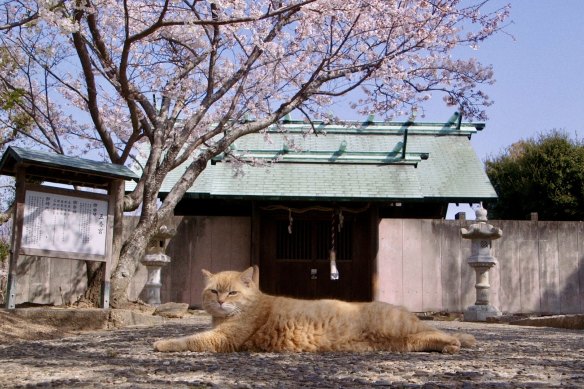 Much of the documentary is spent watching the feline subjects do catlike things.