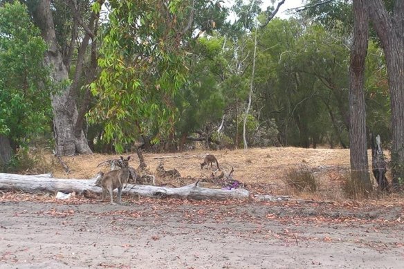 A mob of 60 kangaroos set to be killed to make way for development in Baldivis.