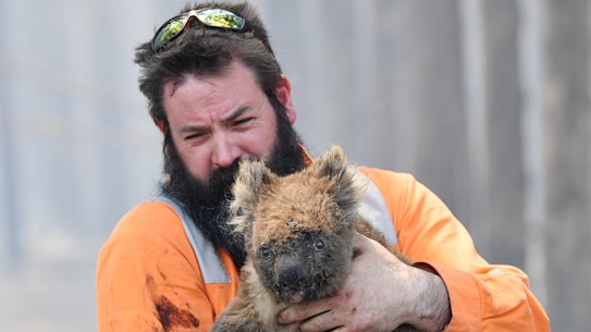 Adelaide wildlife rescuer Simon Adamczyk with a koala near Cape Borda on Tuesday. 