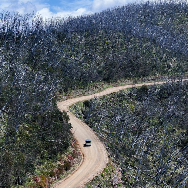 A road near Hotham Heights winds through areas of burned bush and dead snow gums. 