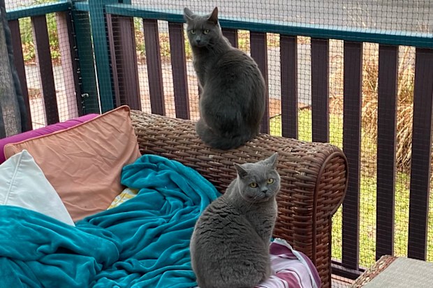 Two cats safely enjoying the outdoors in their catio.