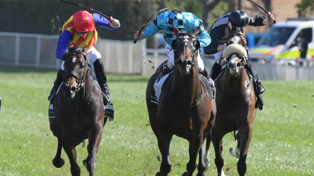 Fresh: Siege of Quebec (centre) is primed for a winning return to racing.