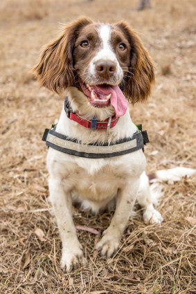 Springer spaniel Halo was all smiles after he "aced" his Queensland Urban Utilities trial.
