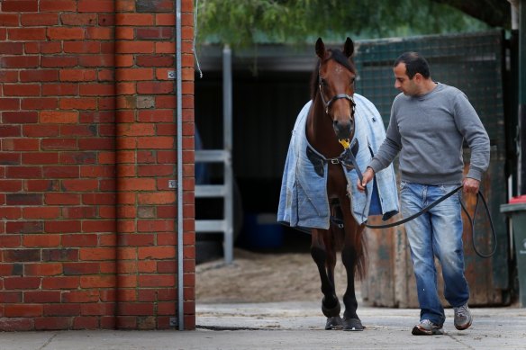 Saab Hasan with one of his horses, Shoreham, at Flemington in 2014. 