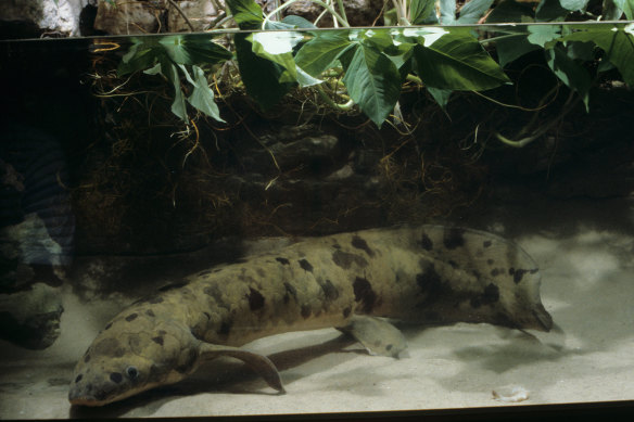 Granddad the Australian lungfish at the Shedd Aquarium in Chicago in 1982. He died in 2017 at the age of 109.