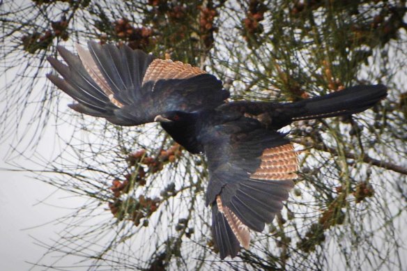 A juvenile male koel almost into full adult plumage with only a few immature feathers left on its wings and tail. 