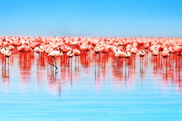 Flamingos at Lake Nakuru, Kenya.
