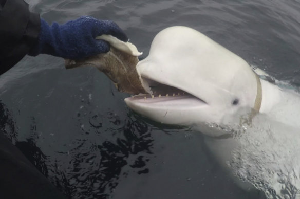 Hvaldimir, the friendly beluga “spy” whale, being fed.