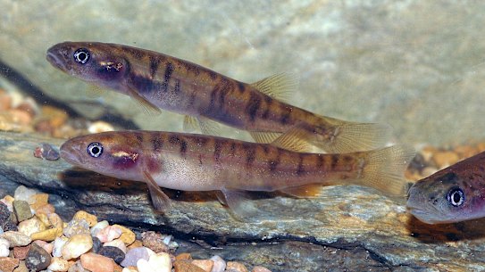 The elusive Yalmy galaxias, which grows to the length of an adult’s finger.